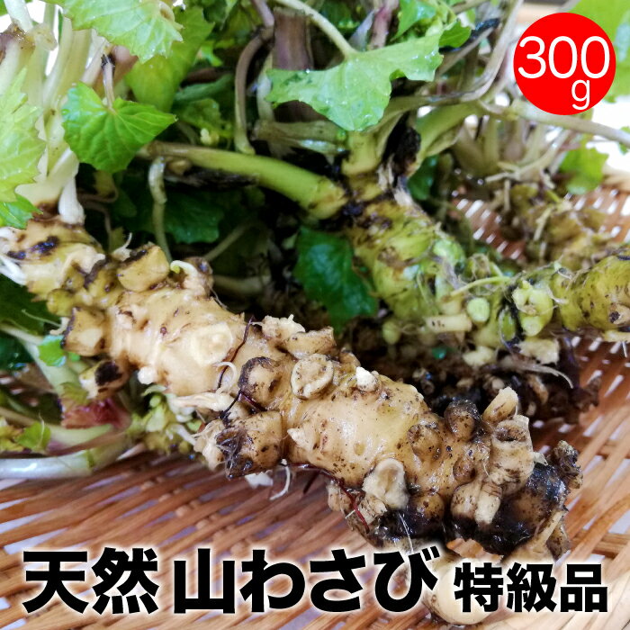 特級品 天然山わさび 300g 秋田産 生わさび 高級 採りたて ワサビ お取寄せ 産直 国産 無農薬野菜 オー..