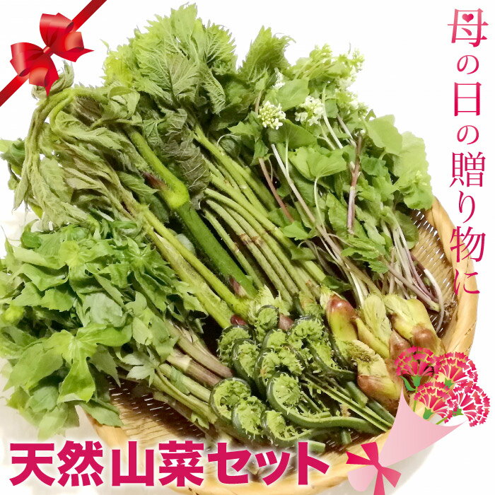 母の日 山菜セット1kg【ご予約承り中5月発送】秋田産 しどけ 葉わさび こごみ たらの芽 わらび ふきのとう ねまがり竹 あいこ 山うど 山菜セット 採りたて お取寄せ 山の幸 贈り物 ギフト