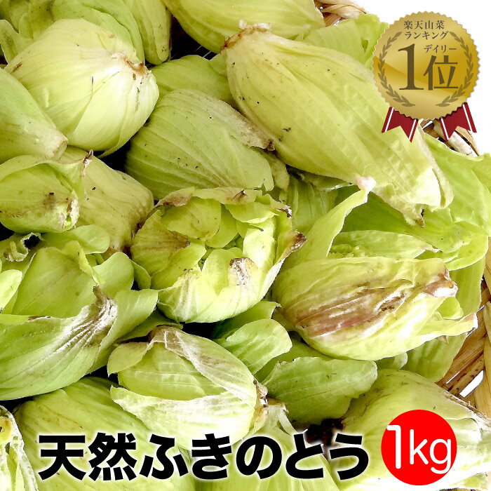 天然ふきのとう1kg【ご予約商品4月中頃発送】秋田産 採りたてをクール便にて発送 フキノトウ ばっけ 天然山菜 お取寄せ