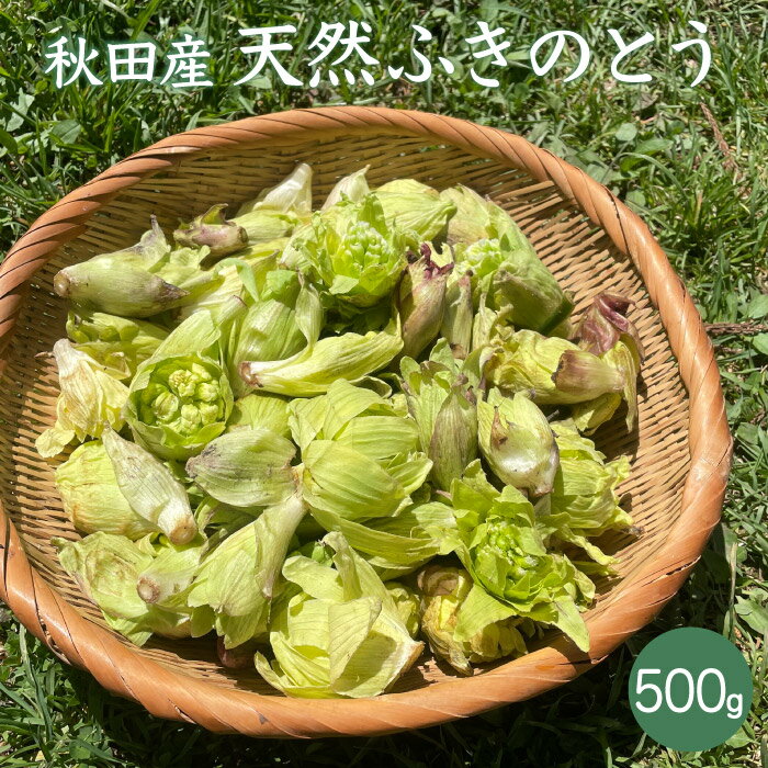 天然ふきのとう500g【ご予約承り中！4月上旬出荷開始】秋田産 採りたてをクール便にて発送 フキノトウ ばっけ 天然山菜 お取寄せ 山の幸 無農薬 オーガニック 自然食