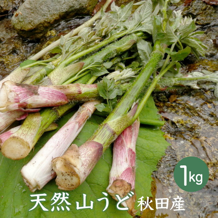 天然山うど1kg【ご予約承り中 5月中頃出荷】 秋田産 採りたての天然山菜をクール便で直送します お取寄せ 山の幸 オーガニック 無農薬 山ウド ヤマウド やまうど 業務用食材 高級山菜