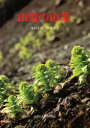 【3980円以上送料無料】山梨の山菜/塚田 正勤
