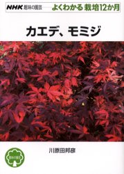 NHK趣味の園芸　よくわかる栽培12か月 日本放送出版協会 かえで 127P　19cm カエデ　モミジ　エヌエイチケ−　シユミ　ノ　エンゲイ　ヨク　ワカル　サイバイ　ジユウニカゲツ カワラダ，クニヒコ