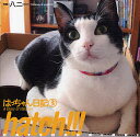 【3980円以上送料無料】hatch!!! はっちゃん日記 3/八二一/写真