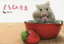 【3980円以上送料無料】ハムさま/久井めぐみ/写真