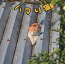 【3980円以上送料無料】ハマり猫/にゃんこ編集部/編