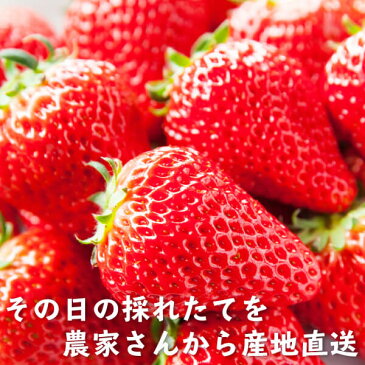 イチゴ農家さん からの 直送品紅ほっぺ たっぷり 600g保証で詰め合わせ〜国産 いちご イチゴ 無添加 送料無料 ストロベリー　無添加　無加糖 フルーツ 果物 くだもの ジャム 訳あり