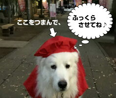 【大型犬・超大型犬】犬服春夏秋冬還暦10歳記念お祝い赤ちゃんちゃんこ帽子セットギフト記念日プレゼント【コスプレ】【RCP】年賀状写真撮影インスタ映え★