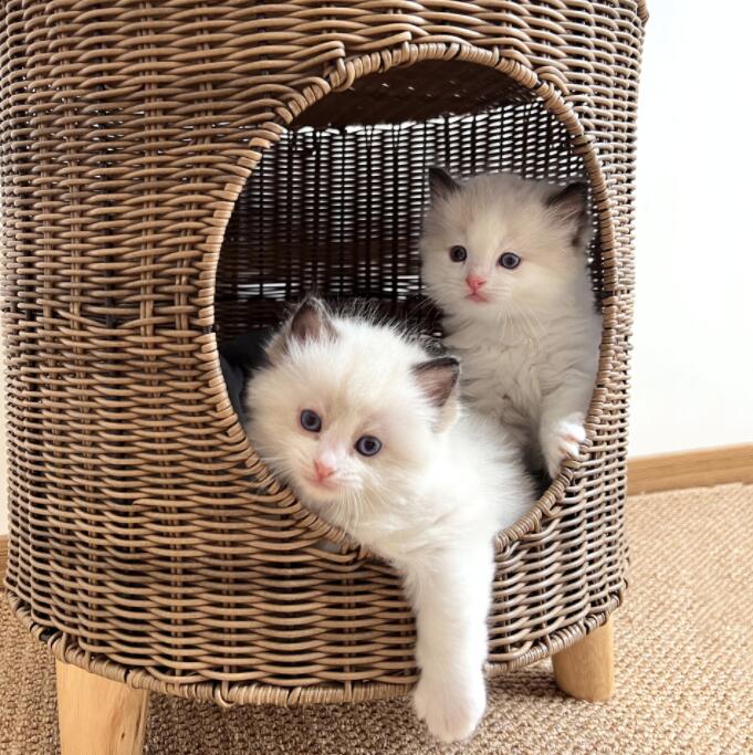 Rakuten - ペットベッド 猫 ベッド ドーム型 天然素材 猫 ネコ ねこ 犬 小型犬 cat ナチュラル ペットハウス 暖かい 置き型 ネコベッド ドームベッド ペット用品 半密閉式
