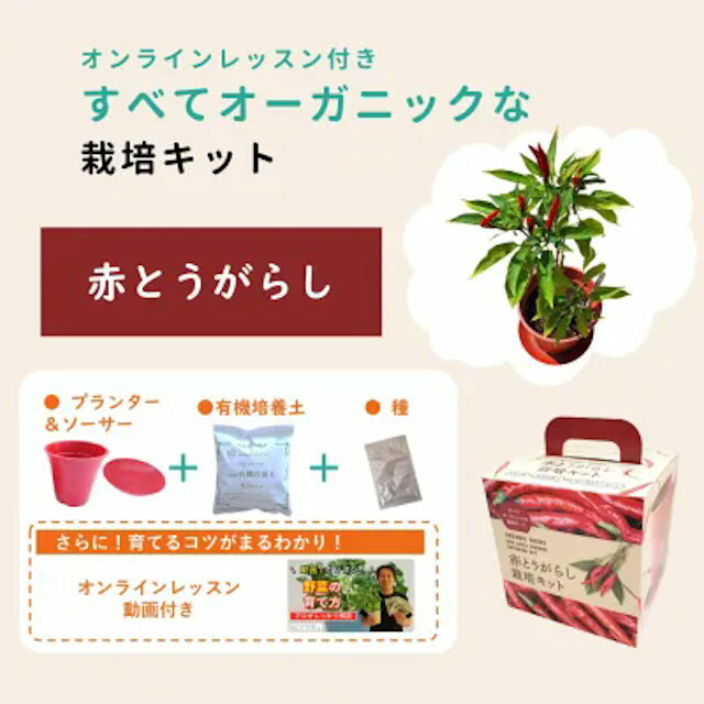 すべてオーガニックな栽培キット鷹の爪オンラインレッスン付き！