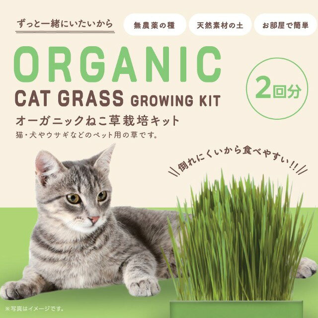 Rakuten - オーガニックねこ草栽培キット