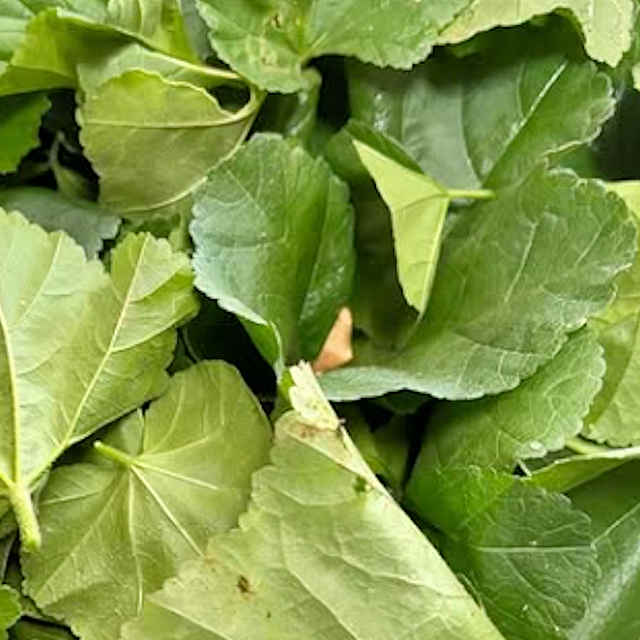 【国内採種/固定種】おかのりの種1.5ml(約26粒）　畑懐〔はふう〕の種【メール便可】のサムネイル