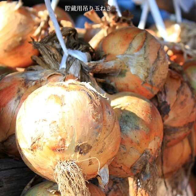 楽天市場】玉ねぎ 種 缶（種子｜ガーデニング・農業）：花・ガーデン
