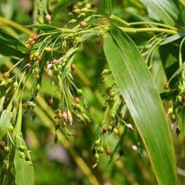 �ڹ���μ�/�����ۤϤ���80ml��280γ��Ȫ���̤Ϥդ��ͤμ�ڥ᡼���زġ�