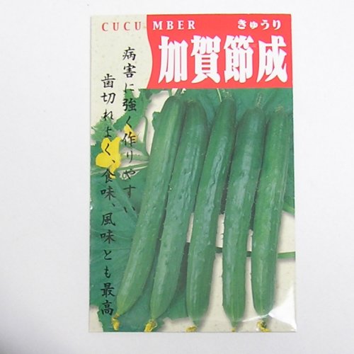 在来種/固定種/野菜のタネ「加賀節成きゅうり2ml約40粒」畑懐〔はふう〕の種【メール便可】種子消毒あり