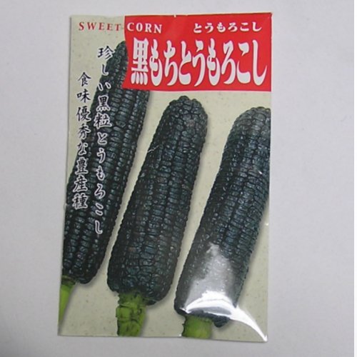 在来種/固定種/野菜のタネ「黒もちもろこし50ml約100粒」畑懐〔はふう〕の種【メール便可】