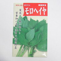 在来種/固定種/野菜のタネ「モロヘイヤ1ml約400粒」畑懐〔はふう〕の種