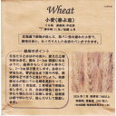 小麦(春よ恋)のタネ約1000粒入り 無農薬・無化学肥料・固定種 たねの森【メール便可】