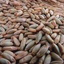 ライ麦のタネ約1000粒入り 無農薬・無化学肥料・固定種 たねの森【メール便可】