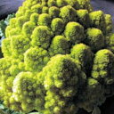 ロマネスコカリフラワーのタネ約150粒入り 無農薬・無化学肥料・固定種 たねの森【メール便可】