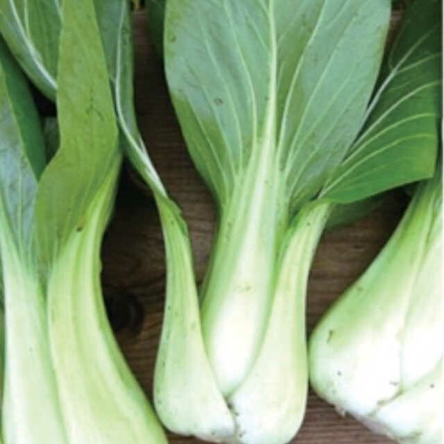 チンゲン菜のタネ約500粒入り 無農薬・無化学肥料・固定種 たねの森【メール便可】