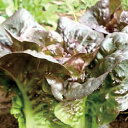 パンデロロメインレタスのタネ約300粒入り 無農薬・無化学肥料・固定種 たねの森【メール便可】