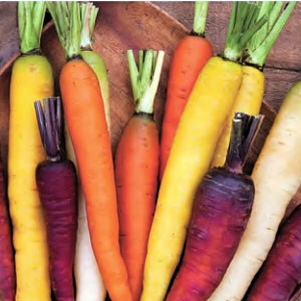 にんじんミックス(固定種)