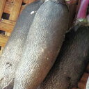 黒長大根のタネ約200粒入り 無農薬・無化学肥料・固定種 たねの森【メール便可】