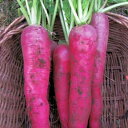 赤大根のタネ約200粒入り 無農薬・無化学肥料・固定種 たねの森【メール便可】