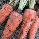ロデリカにんじんのタネ約500粒入り 無農薬・無化学肥料・固定種 たねの森【メール便可】