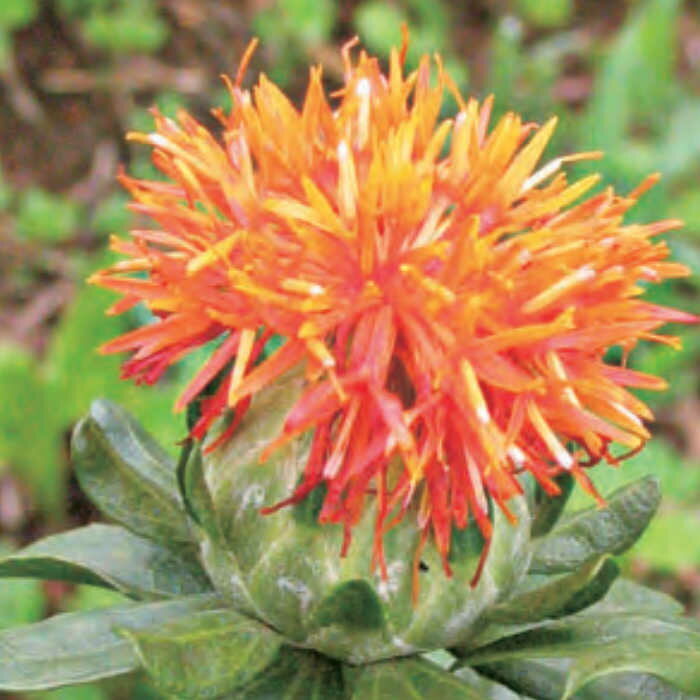 ベニバナ（紅花）のタネ約50粒入り　無農薬・無化学肥料・固定種 たねの森【メール便可】