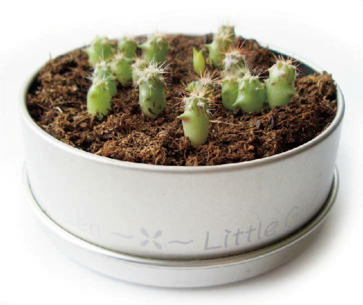 ���ܥƥ�MIX�ڥ��ܥƥ� �������� ���� ���ݥ��å� �����ǥ˥� �� ��� ��� �ߥ˥����ǥ� ���ݥ��å� ������ �̡�