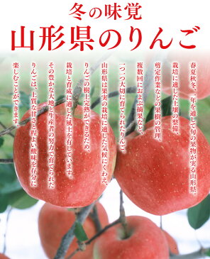 りんご ギフト 送料無料 サンふじ 秀品 約3kg(8〜12玉) JAてんどう共選品 ※一部地域は別途送料 お歳暮 t15