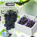 秀品 ぶどう 送料無料 山形県産ピオーネ 約1kg(2房) 果物 フルーツ ※一部地域は別途送料追加 順次出荷中
