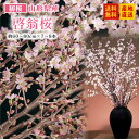 【冬に咲く桜】山形県産 啓翁桜 (約60〜80cm×7〜8本