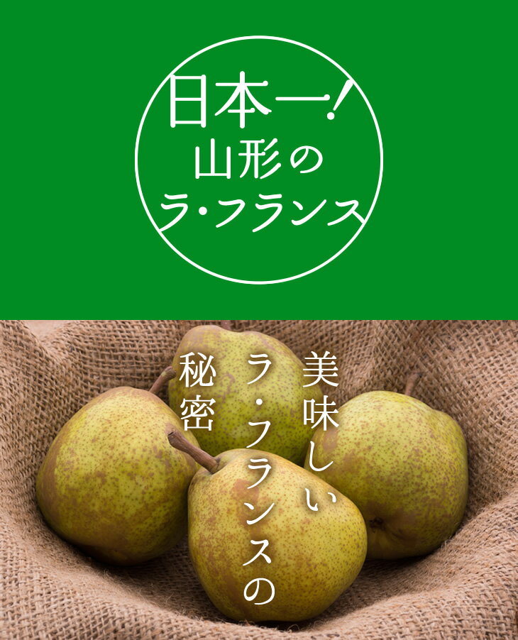 【予約商品】訳あり 果物 ラフランス 山形県産 約5kg(玉数おまかせ) 送料無料 一部地域は別途送料追加 フルーツ rf21