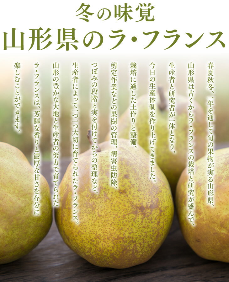 予約商品 ギフト 送料無料 山形県産洋梨大玉ラフランス約2.2kg(4L-5L・玉数おまかせ) のし対応 ※九州・沖縄・一部離島を除く rf18