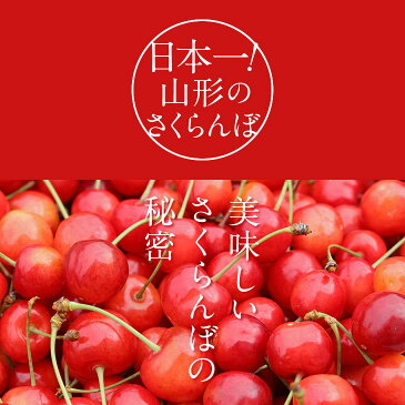 予約商品 クール便 さくらんぼ 佐藤錦 ご家庭用 約1kgバラ詰め 送料無料 一部地域は別途送料追加 rc01