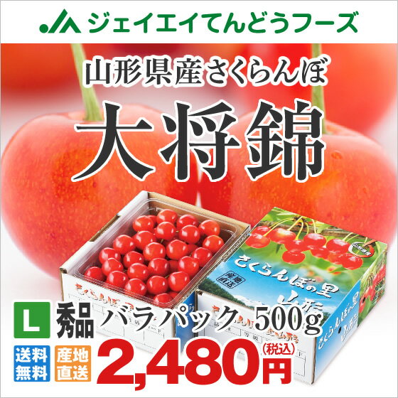 数量限定 さくらんぼ 大将錦 秀品 約500gバラ詰め 送料無料 一部地域は別途送料追加 rc01