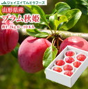 送料無料 果物 フルーツ すもも プラム 山形県産 秋姫約1.2kg(7〜14玉) ※一部地域は別途送料追加 秀品 ギフト プレゼント JA共選品 pl01