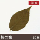 国産桜の葉塩漬け 茶色 [50枚 ネコポス3コまで] 桜葉 