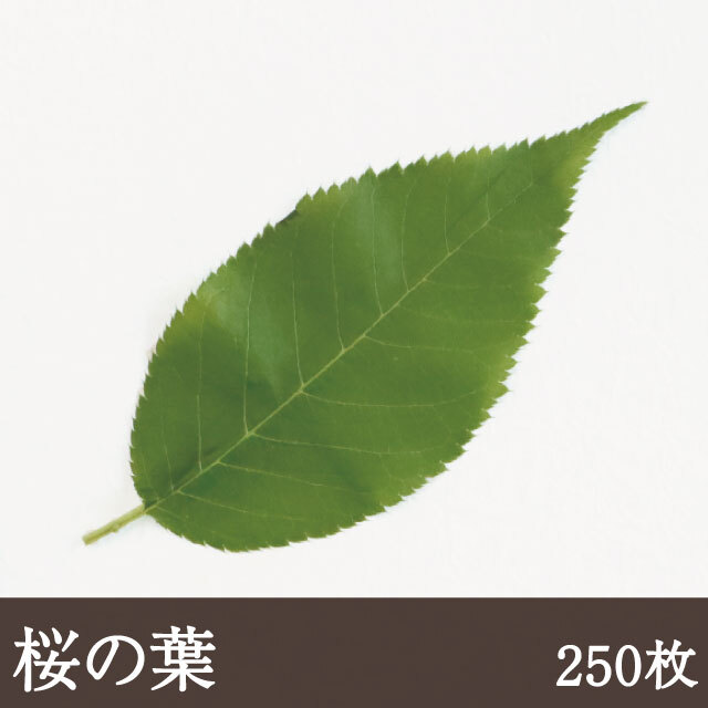 桜の葉塩漬け 緑 [M 250枚] 業務用 桜葉 桜餅 和菓