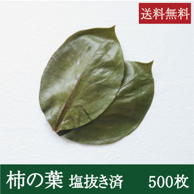 そのまま使える柿の葉 [500枚] 業務用 送料無料 柿の葉寿司 飾り葉 敷き葉 お寿司 和食 すぐ使える 便利 奈良県名物 郷土料理 奈良名物