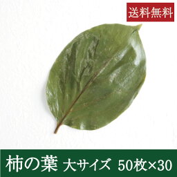 柿の葉塩漬け [大 50枚×30束] 業務用 送料無料 柿の葉寿司 飾り葉 敷き葉 お寿司 和食 奈良県名物 郷土料理 奈良名物