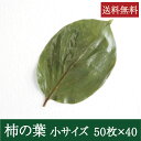 柿の葉塩漬け [小 50枚×40束] 業務用 送料無料 柿の葉寿司 飾り葉 敷き葉 お寿司 和食 奈良県名物 郷土料理 奈良名物