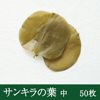 【サンキラ葉50枚】丁寧に選別された美しいサンキラの葉