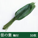 笹の葉 軸付 50枚 天極堂 青笹 国産 飾り葉 敷き葉 ちまき 端午の節句