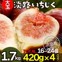 イチジク 生 いちじく 無花果 朝摘み 完熟 淡路イチジク 生いちじく 1.7kg (420g×4パック) (16~24個入り) ドーフィン 無添加 冷蔵便 淡路島産 フルーツギフト