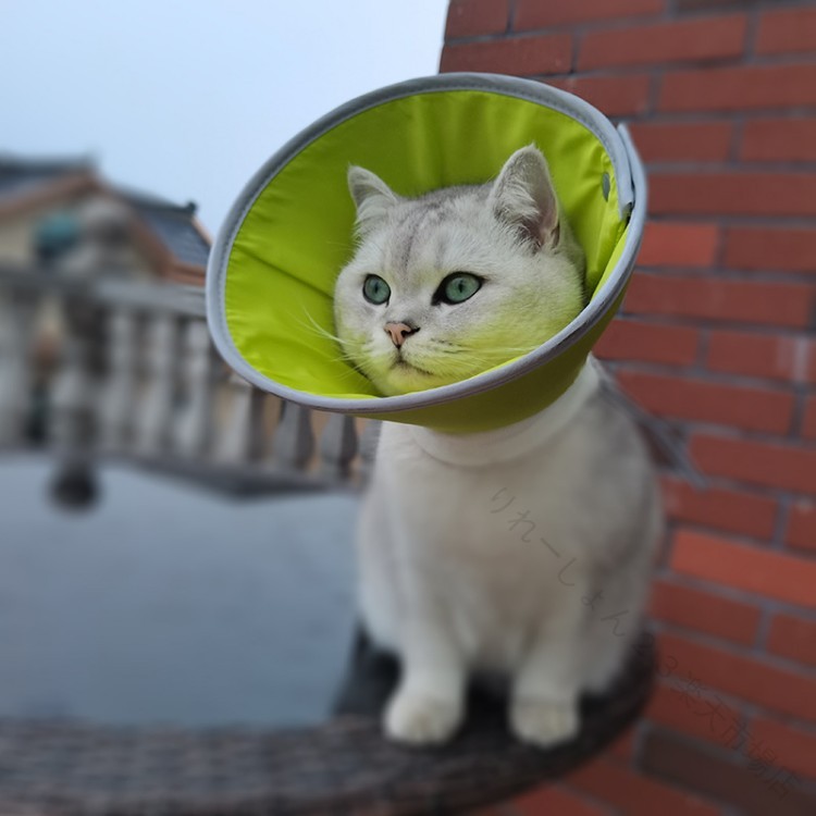エリザベスカラー 猫用 犬用 軽量 ソフト スポンジ 術後 傷口保護 傷舐め防止 介護...