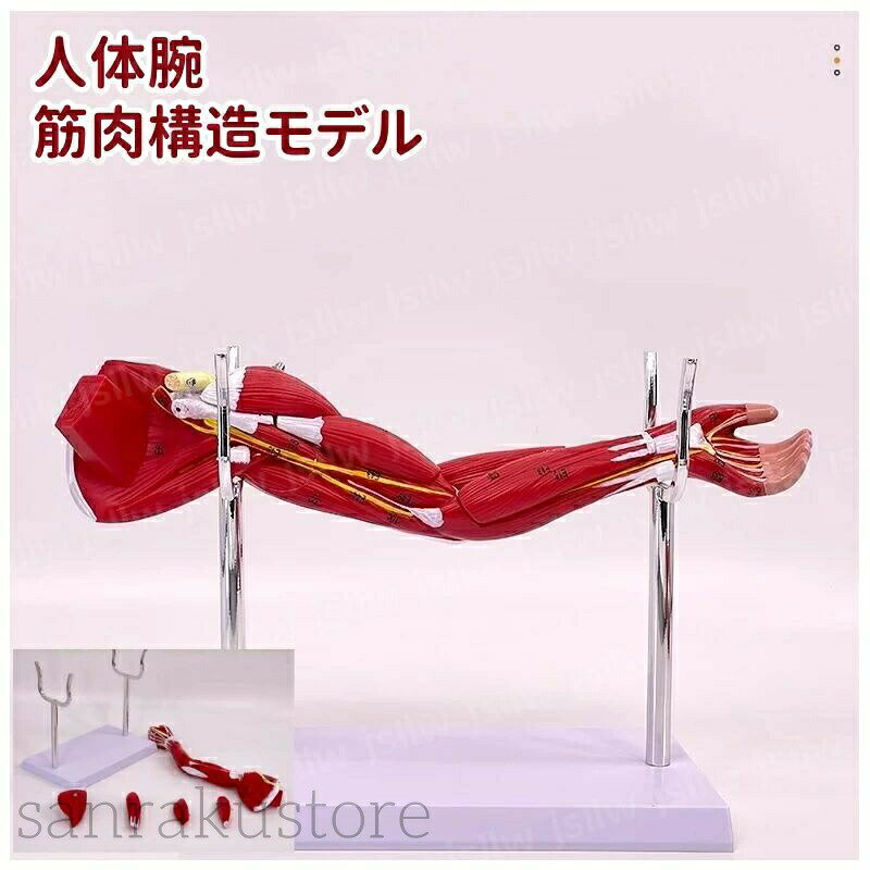【送料無料】人体腕筋肉構造モデル 筋肉解剖模型 上肢の筋肉分解 血管神経 展示スタンド付き 取り外し可能 組み立て デラックスモデル 人体模型 教学用モデル 医学教育用 院内模型 施術説明用 PVC製 看護 医師 学生 病院 クリニック 大学 専門学校 実験 演示 可視化立体 精密